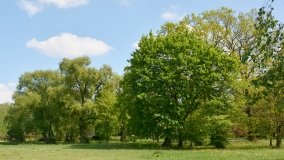 Park w Leśniewie - historia, magiczna przyroda, konie… - zdjęcie 17