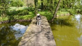 Park w Leśniewie - historia, magiczna przyroda, konie… - zdjęcie 20