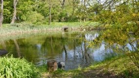 Park w Leśniewie - historia, magiczna przyroda, konie… - zdjęcie 21