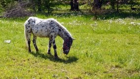 Park w Leśniewie - historia, magiczna przyroda, konie… - zdjęcie 22