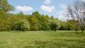 Park w Leśniewie - historia, magiczna przyroda, konie… - zdjęcie 24