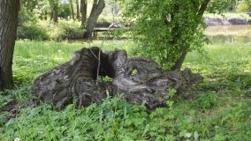 Park w Leśniewie - historia, magiczna przyroda, konie… - zdjęcie 26