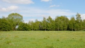 Park w Leśniewie - historia, magiczna przyroda, konie… - zdjęcie 29