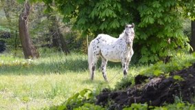 Park w Leśniewie - historia, magiczna przyroda, konie… - zdjęcie 30