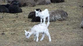 Muzeum Archeologiczne w Biskupinie - zdjęcie 9