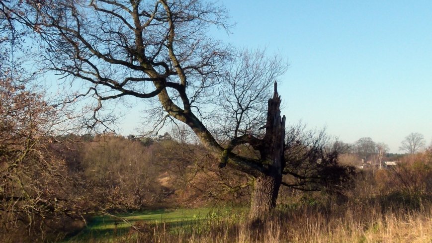 „Dąb Mieliński” - najstarszy dąb w Polsce - zdjęcie 1