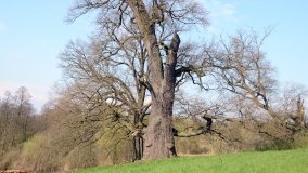 „Dąb Mieliński” - najstarszy dąb w Polsce - zdjęcie 3