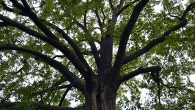 „Dąb Mieliński” - najstarszy dąb w Polsce - zdjęcie 4