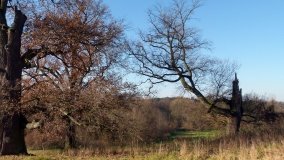 „Dąb Mieliński” - najstarszy dąb w Polsce - zdjęcie 5