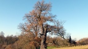 „Dąb Mieliński” - najstarszy dąb w Polsce - zdjęcie 6