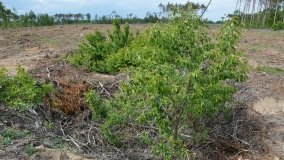 „Doły śmierci” w Lasach Nowaszyckich - zdjęcie 5