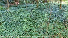 „Doły śmierci” w Lasach Nowaszyckich - zdjęcie 6