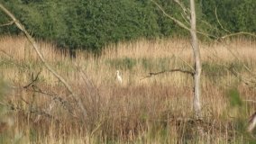 „Stawy Kiszkowskie” – unikatowe miejsce na Pojezierzu Gnieźnieńskim - zdjęcie 12