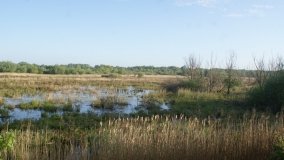 „Stawy Kiszkowskie” – unikatowe miejsce na Pojezierzu Gnieźnieńskim - zdjęcie 19