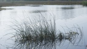 „Stawy Kiszkowskie” – unikatowe miejsce na Pojezierzu Gnieźnieńskim - zdjęcie 33