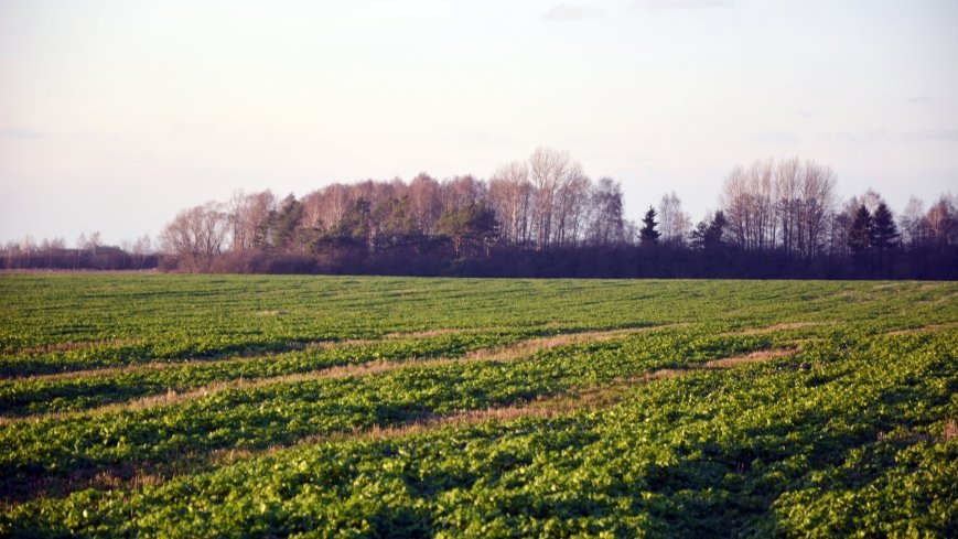 Bitwa pod Brzozogajem - zdjęcie 1