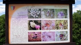 „Bracholińska Ostoja” - zdjęcie 4