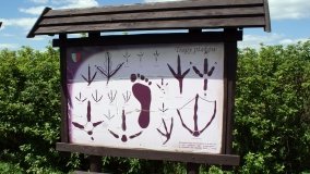 „Bracholińska Ostoja” - zdjęcie 9