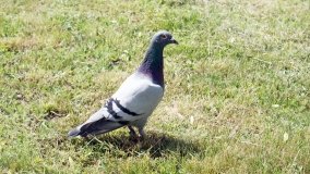 „Bracholińska Ostoja” - zdjęcie 18