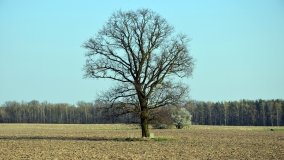 Zagadkowy obelisk pod dębem „Wilhelma” - zdjęcie 2