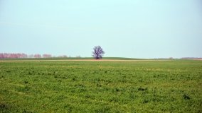 Zagadkowy obelisk pod dębem „Wilhelma” - zdjęcie 3