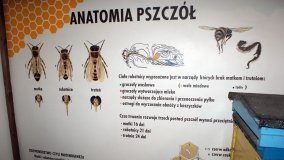 Muzeum Pszczelarstwa w Swarzędzu - zdjęcie 8