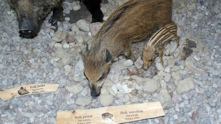 Muzeum Przyrodniczo-Łowieckie w Uzarzewie - zdjęcie 1