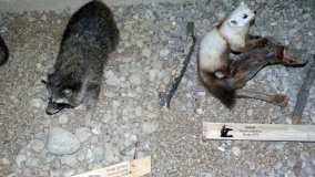 Muzeum Przyrodniczo-Łowieckie w Uzarzewie - zdjęcie 2