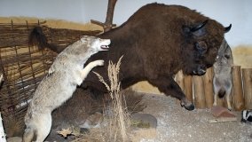 Muzeum Przyrodniczo-Łowieckie w Uzarzewie - zdjęcie 4