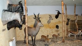 Muzeum Przyrodniczo-Łowieckie w Uzarzewie - zdjęcie 6