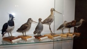 Muzeum Przyrodniczo-Łowieckie w Uzarzewie - zdjęcie 7