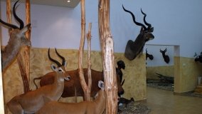 Muzeum Przyrodniczo-Łowieckie w Uzarzewie - zdjęcie 9