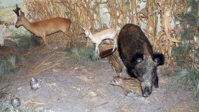 Muzeum Przyrodniczo-Łowieckie w Uzarzewie - zdjęcie 10