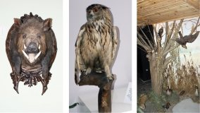 Muzeum Przyrodniczo-Łowieckie w Uzarzewie - zdjęcie 13