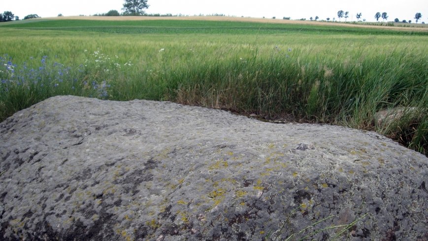 Zapomniany wśród łąk. Głaz królowej Jadwigi? - zdjęcie 1