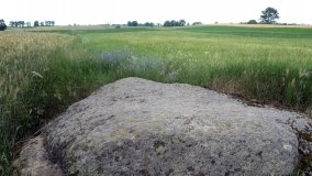 Zapomniany wśród łąk. Głaz królowej Jadwigi? - zdjęcie 3