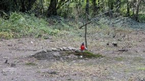 Zapomniana nekropolia w Grzybowie - zdjęcie 14