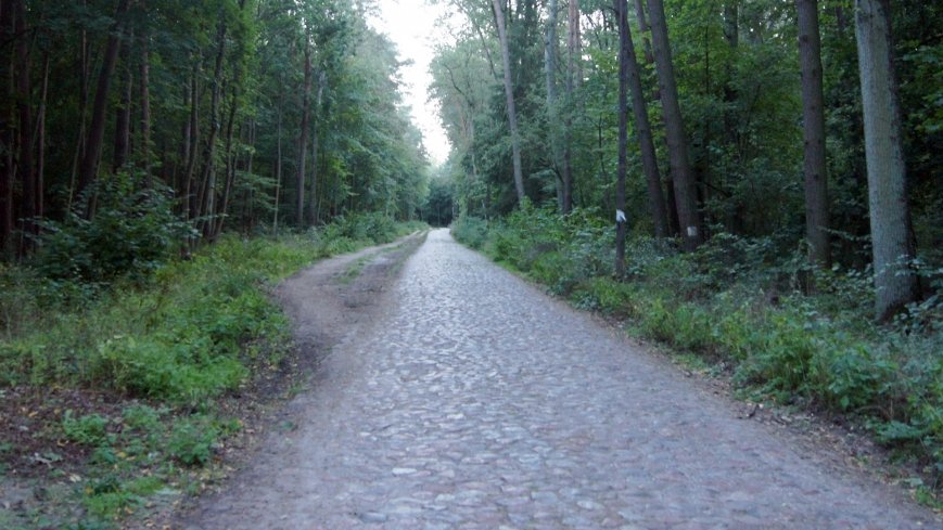 Lasy Miradzkie - pozostałości po pradawnej puszczy nadnoteckiej - zdjęcie 1