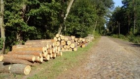 Lasy Miradzkie - pozostałości po pradawnej puszczy nadnoteckiej - zdjęcie 4