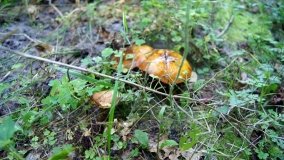 Lasy Miradzkie - pozostałości po pradawnej puszczy nadnoteckiej - zdjęcie 5