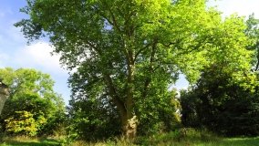 Uchorowo – dobra ziemskie Józefa Grabowskiego - zdjęcie 3