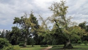 Park w Lubostroniu – zielona spuścizna Skórzewskich - zdjęcie 5