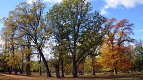 Park w Lubostroniu – zielona spuścizna Skórzewskich - zdjęcie 12