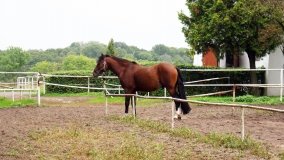 Iwno – stadnina o filmowej sławie - zdjęcie 28