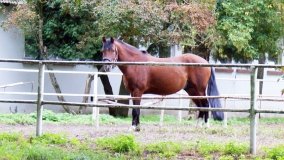 Iwno – stadnina o filmowej sławie - zdjęcie 27