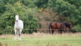 Iwno – stadnina o filmowej sławie - zdjęcie 26