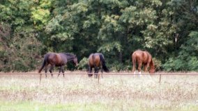 Iwno – stadnina o filmowej sławie - zdjęcie 25