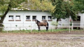 Iwno – stadnina o filmowej sławie - zdjęcie 45