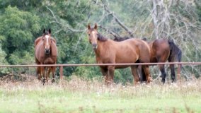 Iwno – stadnina o filmowej sławie - zdjęcie 44