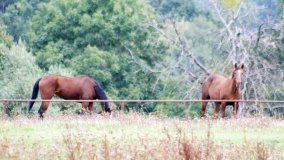 Iwno – stadnina o filmowej sławie - zdjęcie 43